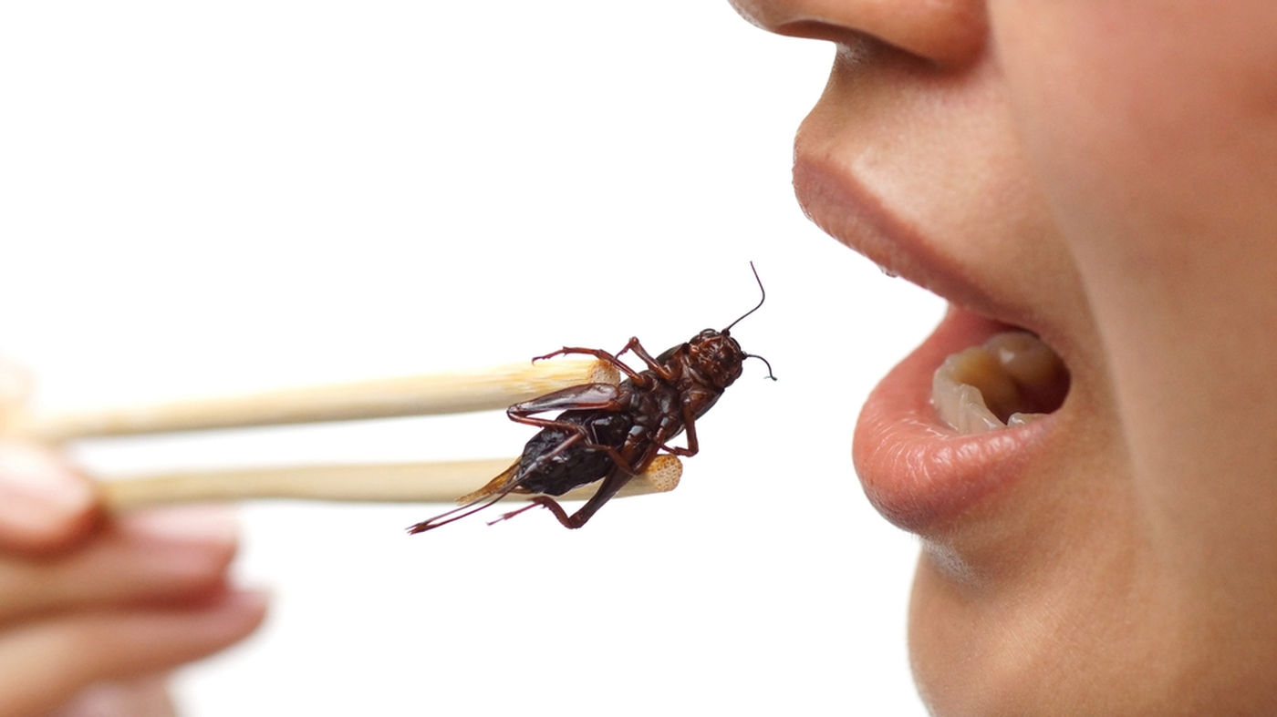 Quels sont les insectes comestibles et bons à manger ?